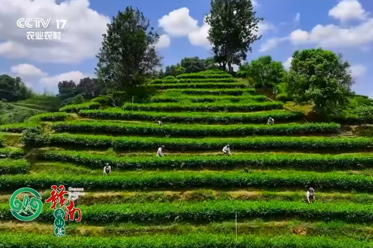 赣南高山茶广告