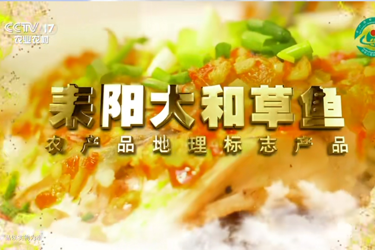 耒阳大河草鱼广告